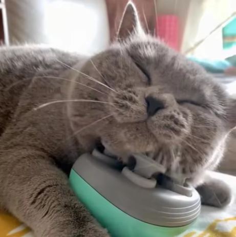 Gato cinza completamente relaxado e feliz durante massagem, olhos fechados de satisfação